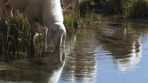 Sheep, Stock Footage 240501733