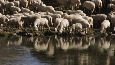 Sheep Stock Footage 240501751
