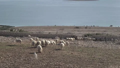 Sheep Stock Footage 270814923