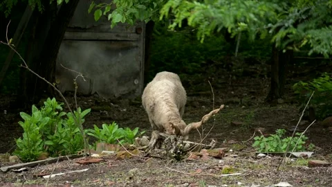 Sheep Stock Footage 275578329