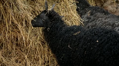 Sheep Stock Footage 275578331