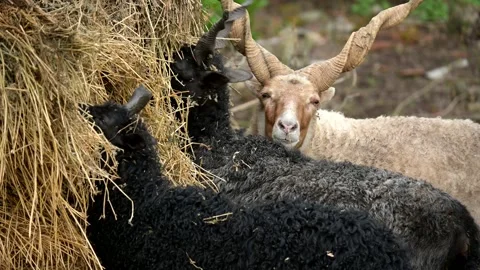 Sheep Stock Footage 275578440