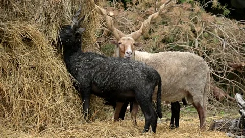 Sheep Stock Footage 275578834