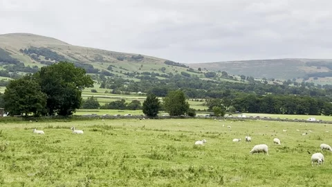 Sheep Stock Footage 282400913