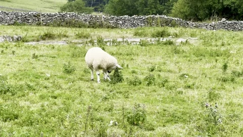 Sheep Stock Footage 282400914