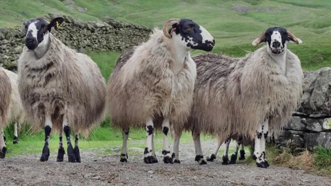 Sheep Stock Footage 312605125