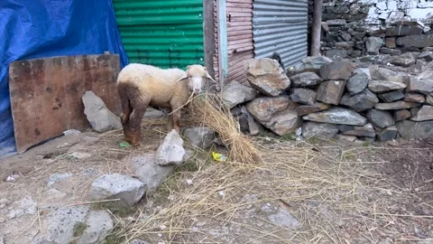 Sheep Stock Footage 320220401