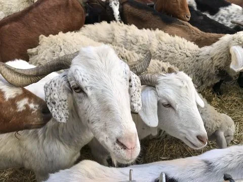 Sheep in the foreground Stock Photos