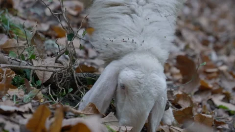 Sheep Forest Chestnuts Stock Footage 300369756