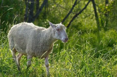 Sheep in a forest environment Stock Photos