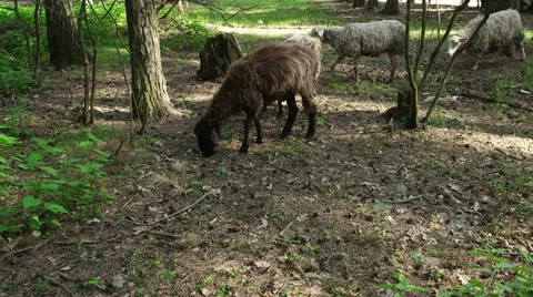 Sheep in the Forest 스톡 동영상 64756909