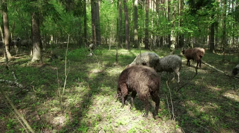 Sheep in the Forest 스톡 동영상 64756917