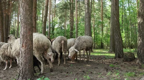 Sheep in the Forest Stock-Footage 64756925