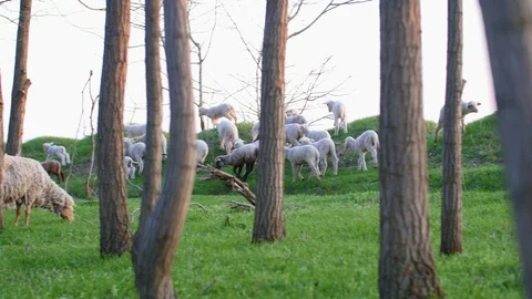 Sheep In The Forest Hill Spring Stock-Footage 88417367