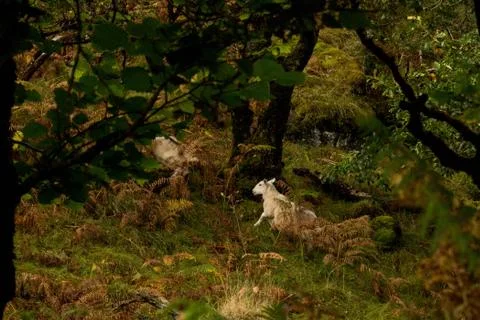 Sheep in Forest Stockfoto's