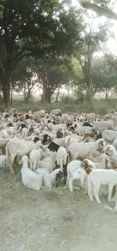 The sheep at the forest Foto stock
