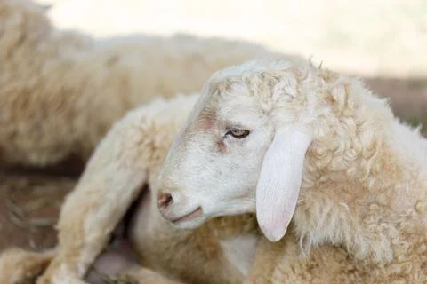 Sheep in fram meadow Stock Photos