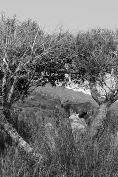 Sheep framed in the arch of trees Stock Photos