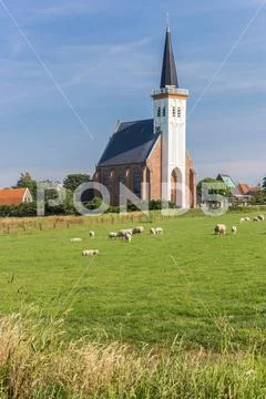 Sheep in front of the church of Den Hoorn Stock Photos