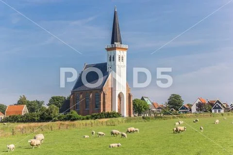 Sheep in front of the church of Den Hoorn Stock Photos