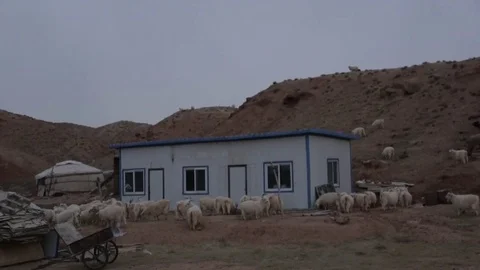 Sheep in front of a house in the desert Stock Footage 75212995
