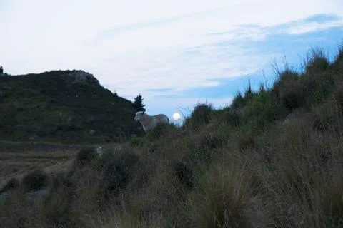 Sheep in front of setting moon Fotos Stock