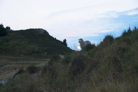 Sheep in front of setting moon Fotos Stock