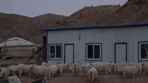 Sheep in front of a Tent and small house Stock Footage 72570287
