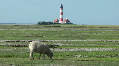 Sheep in front of Westerhever lighthouse, Schleswig-Holstein, Germany Stock Footage 40656091