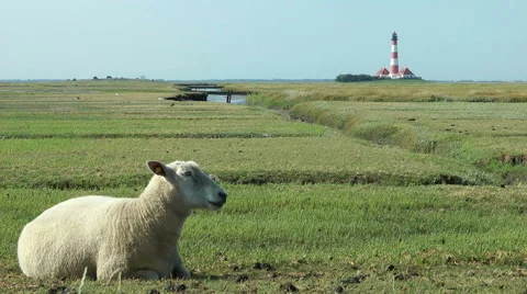 Sheep in front of Westerhever lighthouse, Schleswig-Holstein, Germany Stock-Footage 40768126