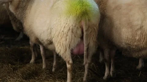 Sheep with full udder Vídeo Stock 46219495
