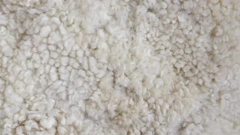 Sheep fur. Stock Footage 150952415
