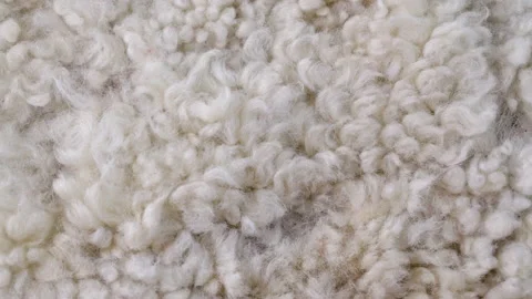 Sheep fur. Stock Footage 150953568