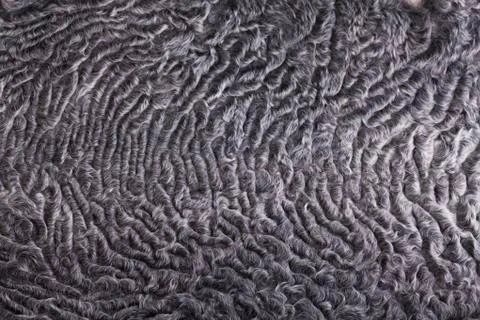 Sheep fur Stock Photos