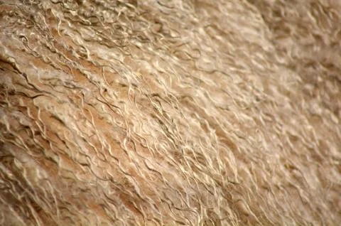 Sheep fur Stock Photos