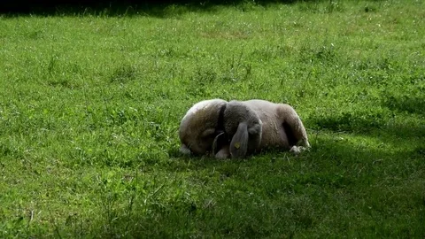 Sheep g Stock Footage 75647704