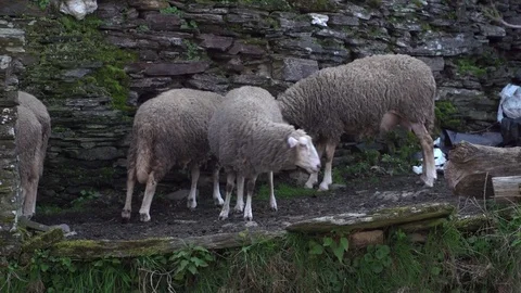 Sheep in Galicia, Spain Stockbeeldmateriaal 80422564