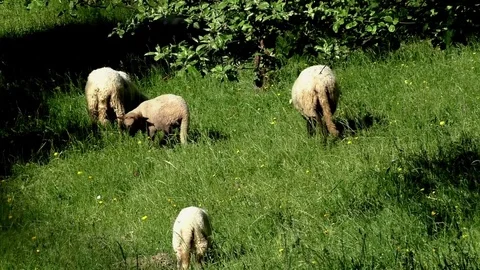 Sheep at the garden Stock Footage 82771367