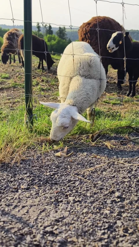 Sheep in the garden. Stock Footage 269531917