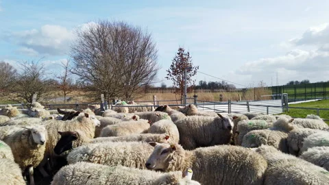Sheep gate Stock Footage 153315141