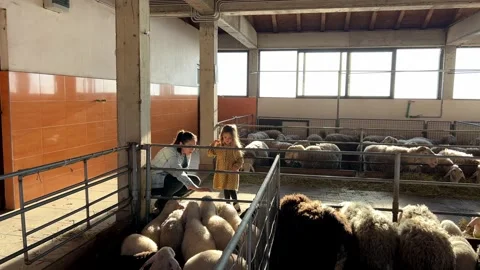 Sheep gather in a barn building, surrounded by wood and standing near a window Stock Footage 268135235