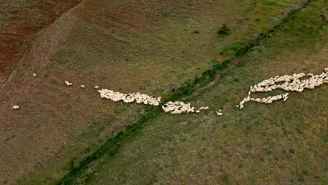 Sheep gathered on dry earth 스톡 동영상 332490420