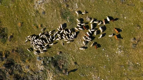 Sheep gathered on dry earth Stock-Footage 332490571