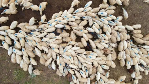 Sheep gathered on dry earth 스톡 동영상 332491098