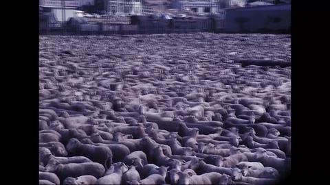 Sheep Gathered for Live Export from Tasmania, 1970s Vídeos de archivo 338272122