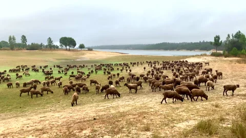 Sheep gathering Video stock 227179007