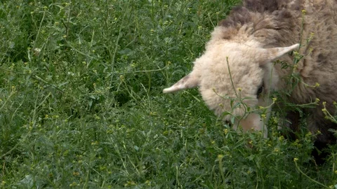 A sheep gazing in a field Stock Footage 94109700