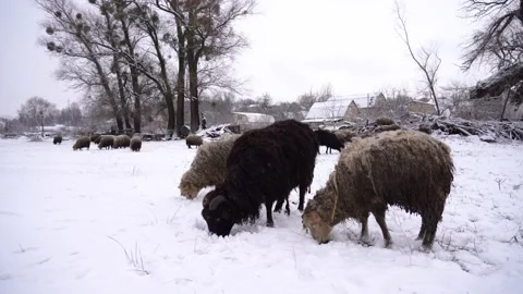 Sheep get grass from under the snow and eat it Stockbeeldmateriaal 227217693