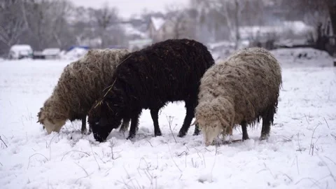Sheep get grass from under the snow and eat it 库存影片 227217725