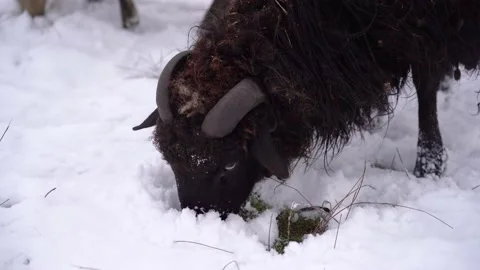 Sheep get grass from under the snow and eat it Vidéo 227218075